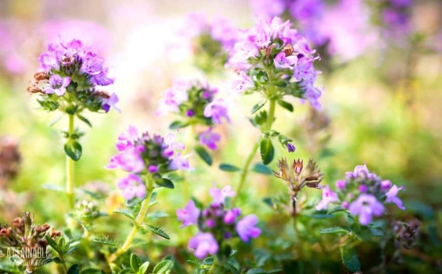 purple flowers of a thyme plant