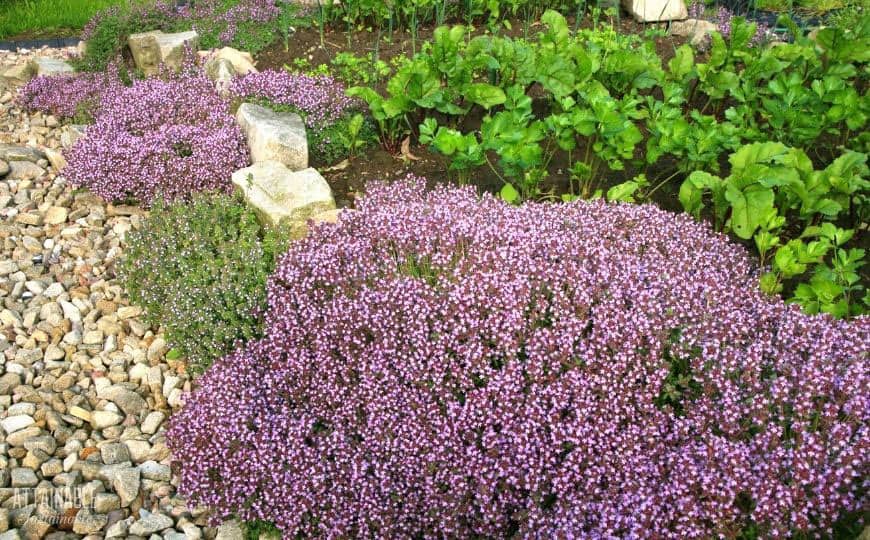 thyme plants with purple flowers in a garden