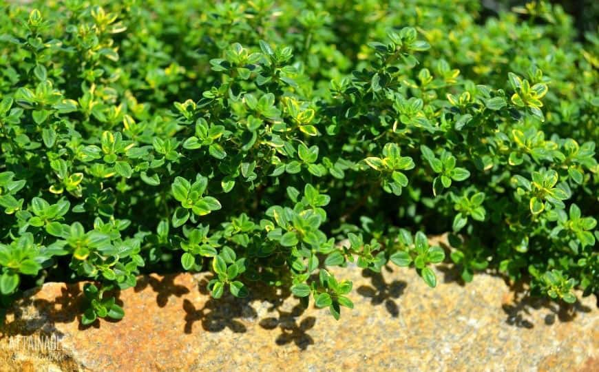 close up of thyme herb plant