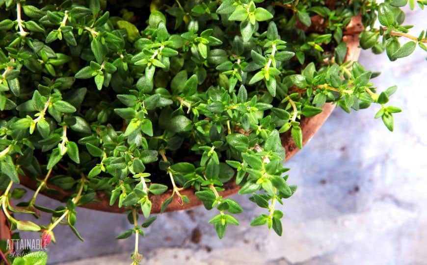 green plant in a clay pot