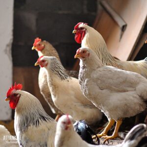 1 white rooster with five hens standing outside a coop.