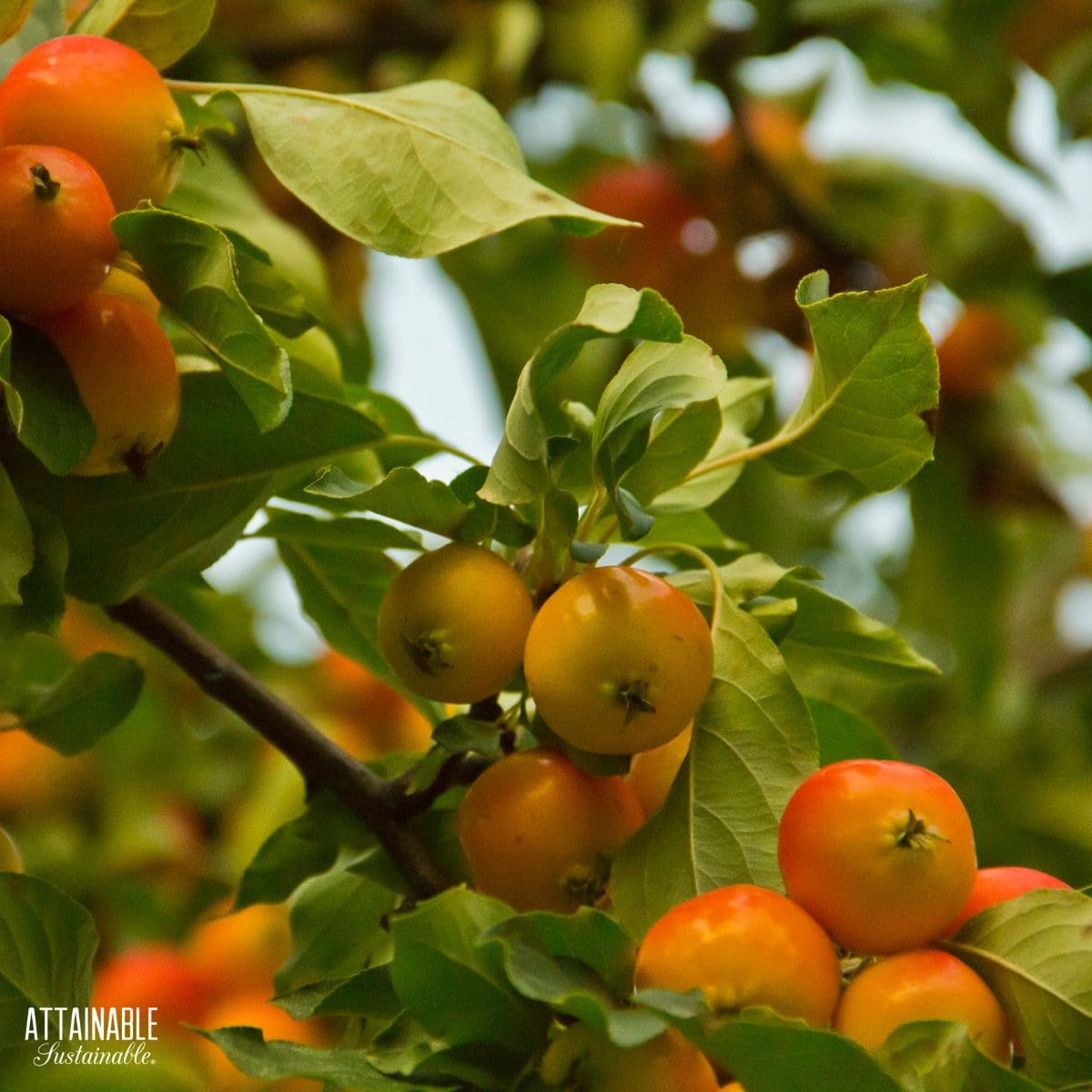 crabapple tree branch with fruit.