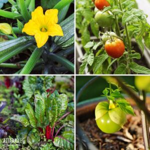4 panel showing garden plants: zucchini, tomato, tomatillo, chard.