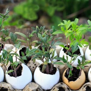 Eggshells filled with soil and growing tomato seedlings.