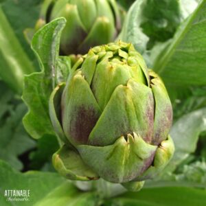 artichoke growing on a plant.