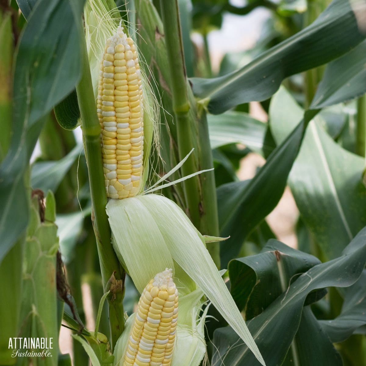ears of corn on a plant, yellow kernels visible.