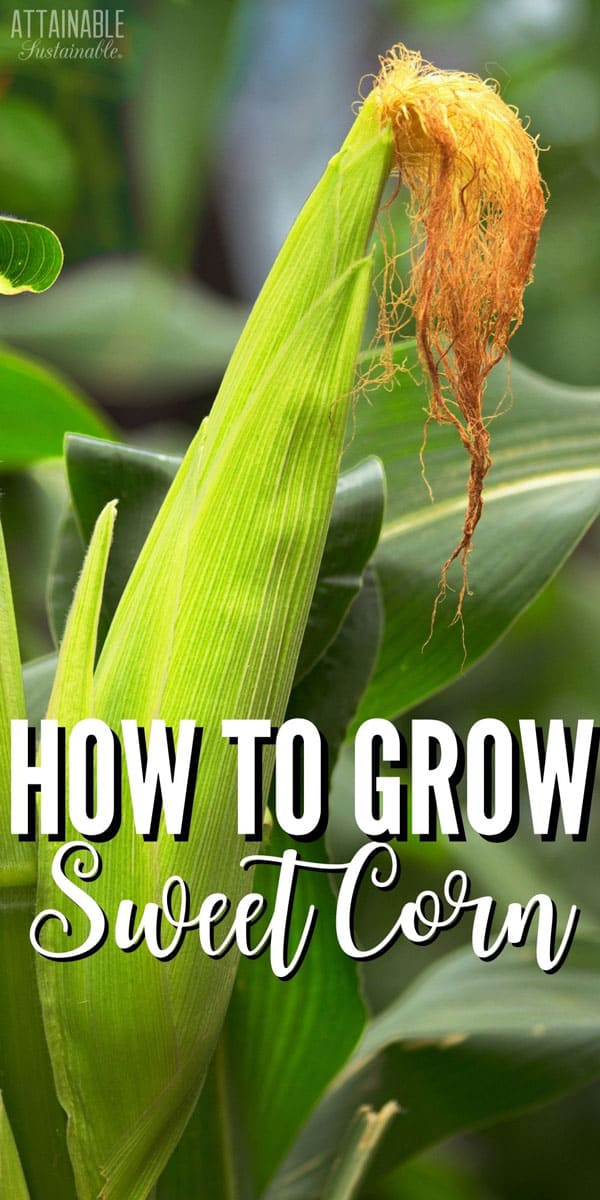 How to Grow Corn in Your Backyard Garden Attainable Sustainable®