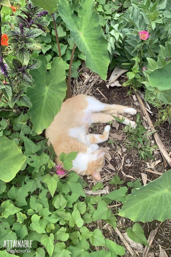 ginger cat sleeping in a garden