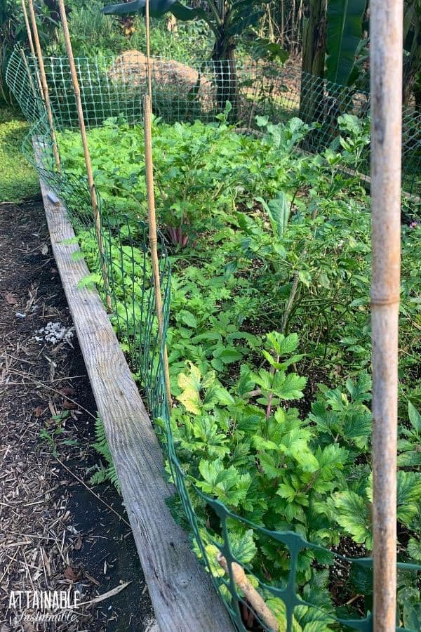 close up of fence on raised bed