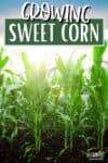 FIELD OF MAIZE