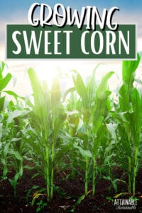 How to Grow Corn in Your Backyard Garden - Attainable Sustainable®