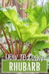 rhubarb plant with words: how to grow rhubarb
