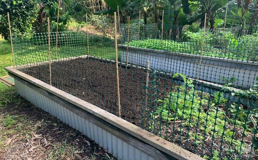 raised garden beds with cat deterrent fences