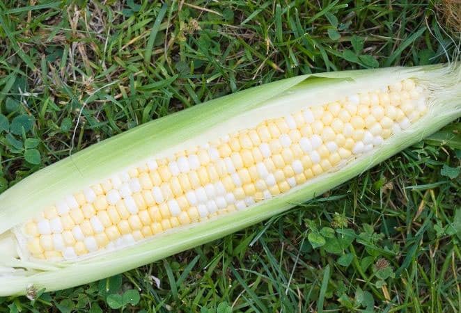 bicolor ear of corn on grass