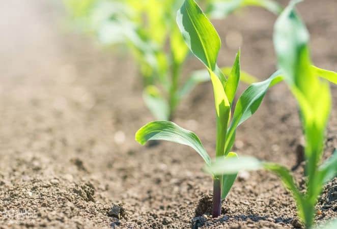 corn seedlings in garden