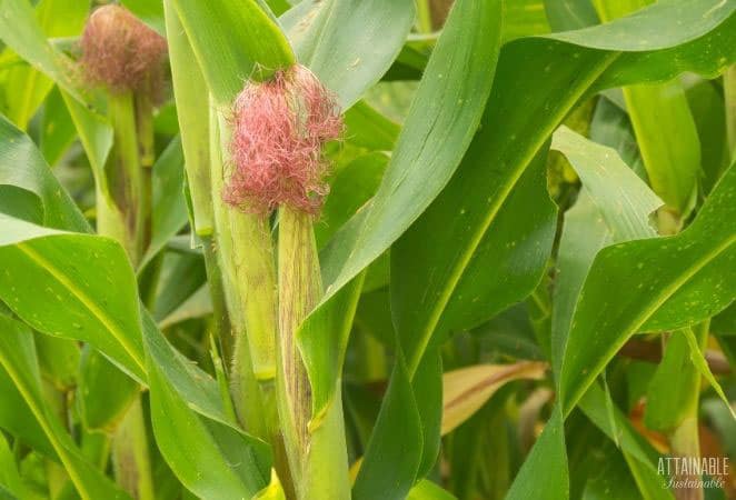 corn cob on a plant with silk