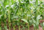 How to Grow Corn in Your Backyard Garden - Attainable Sustainable®