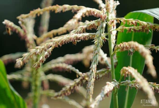 corn tassels