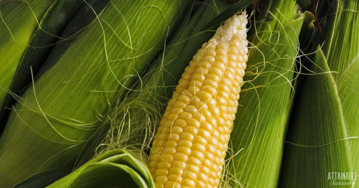yellow sweet corn on a bed of unhusked corn