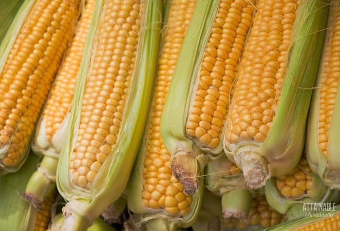 stack of yellow sweet corn