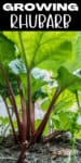 rhubarb plant growing in soil