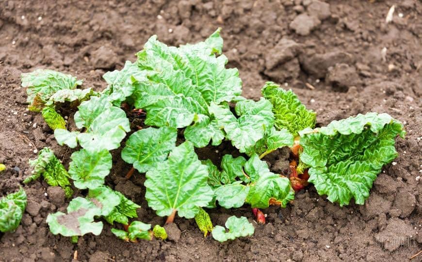 young rhubarb leaves growing in bare soil