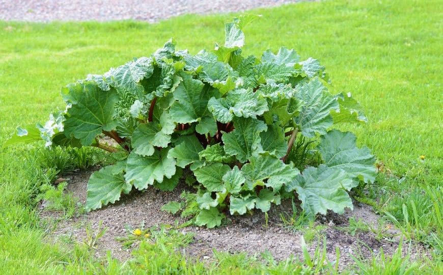 growing rhubarb plant in an expanse of grass