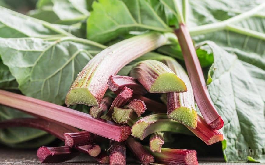 cut stems of red rhubarb plant