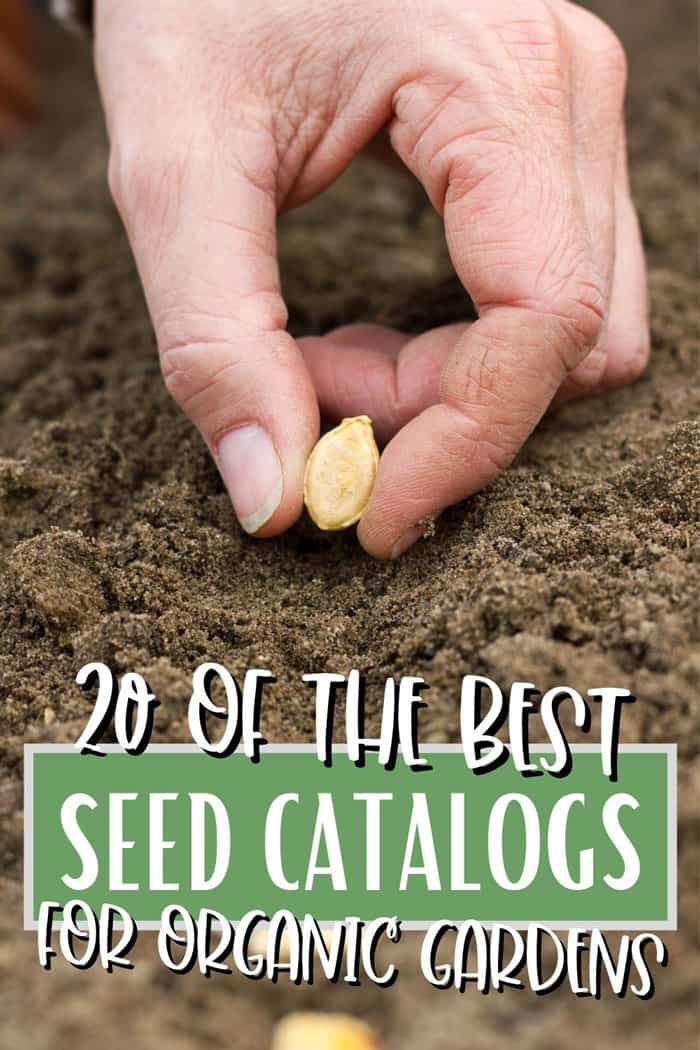hand holding a squash seed above soil