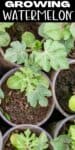 watermelon seedlings in pots from above
