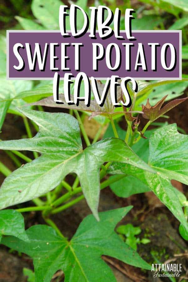 CLOSE up of sweet potato leaves