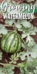 green watermelon fruit growing on vines