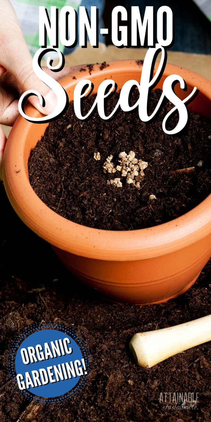 clay pot with seeds in soil