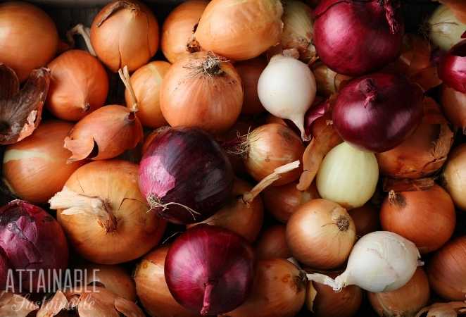 Group of multicolored onions