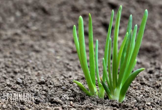 Growing Onion Plant