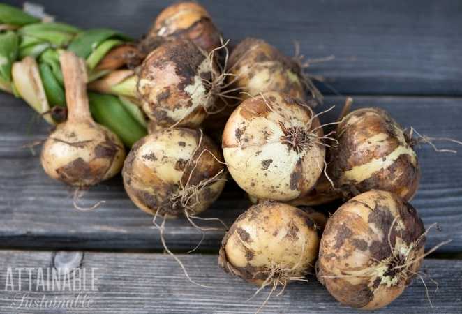 Onions with garden soil