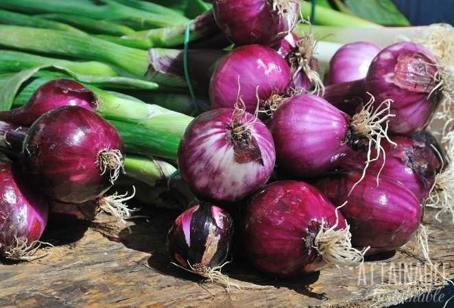 A cluster of Red Onions