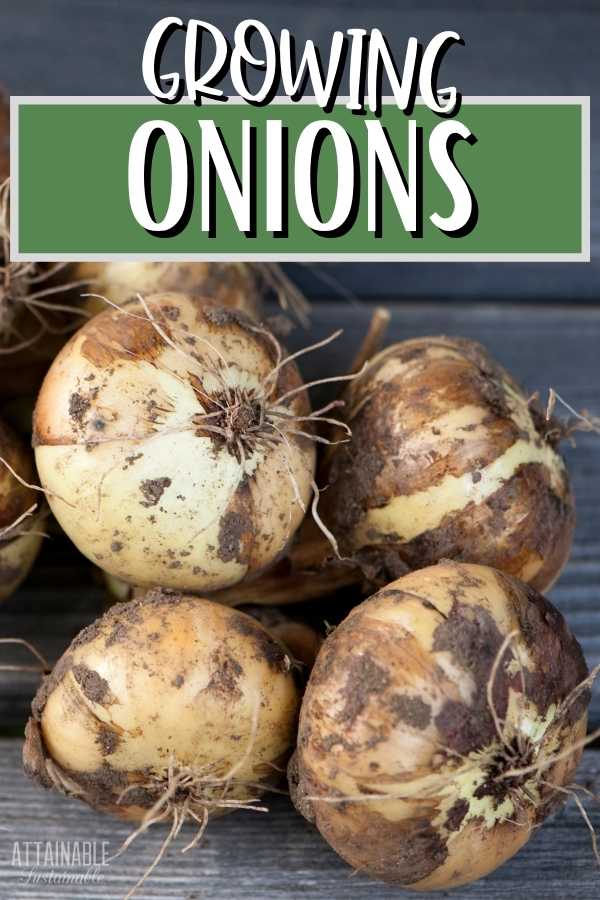 Growing Onions