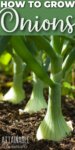 How to Grow Onions