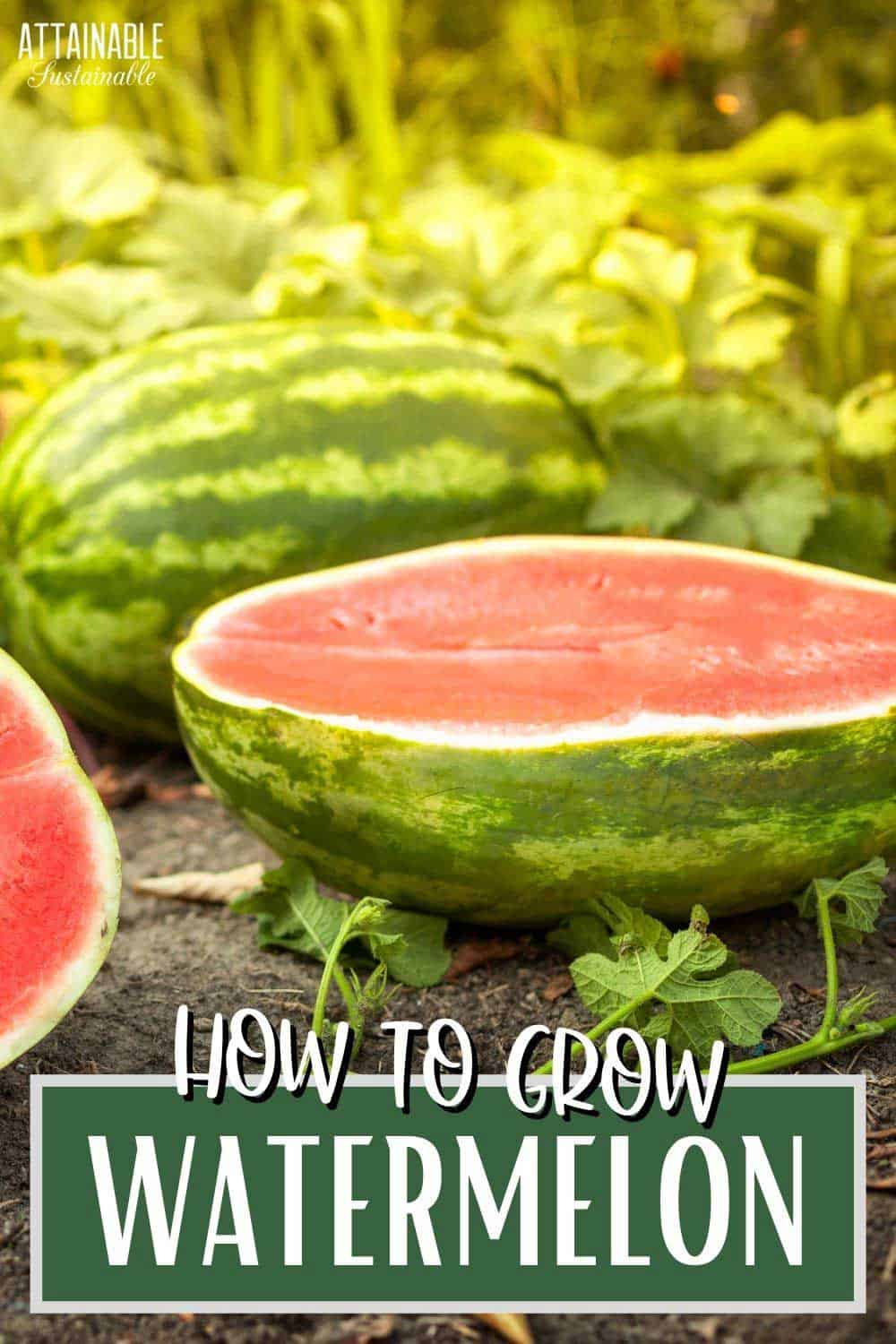 halves of watermelon in a field of plants