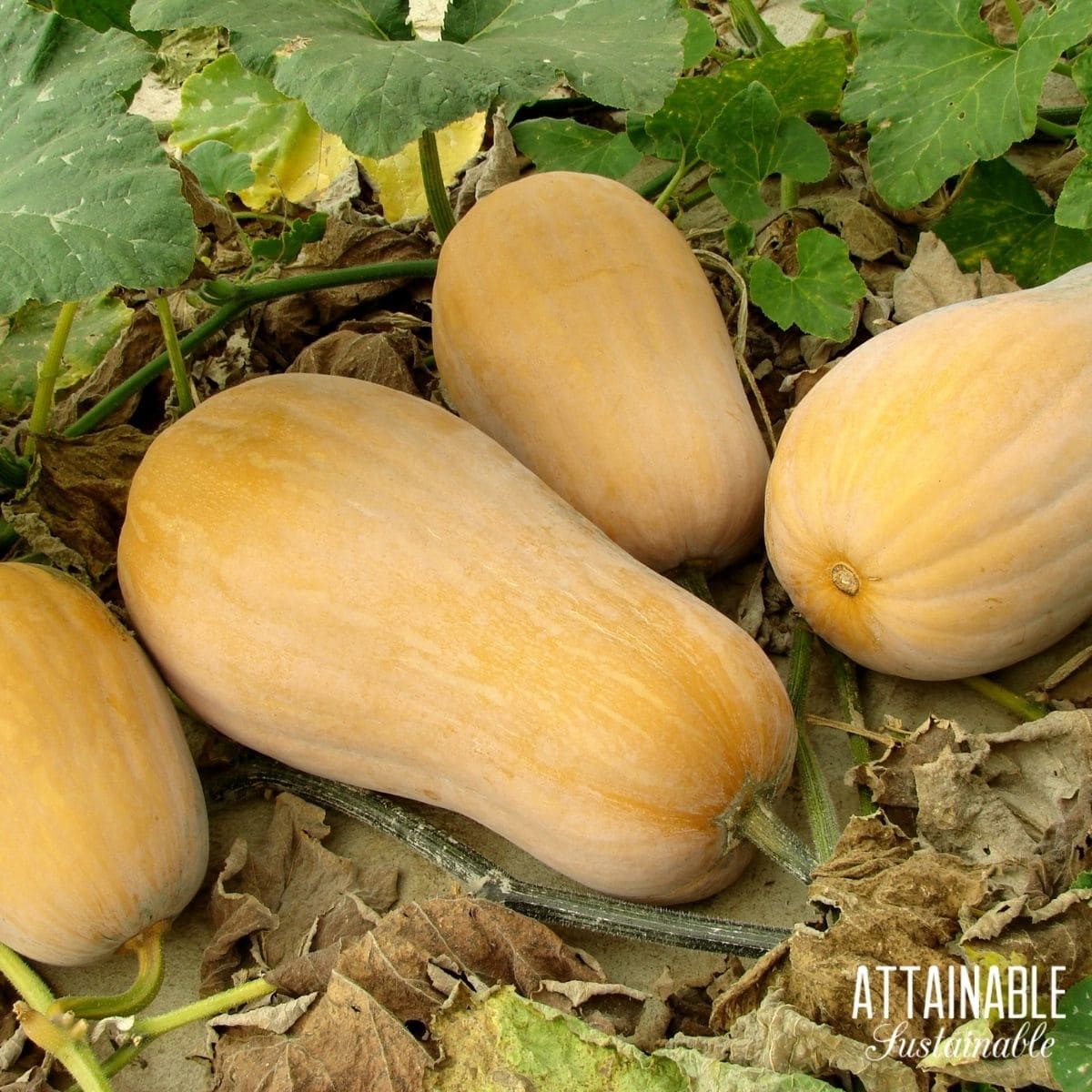 butternut squash in a garden.