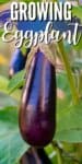 large purple eggplant on a plant