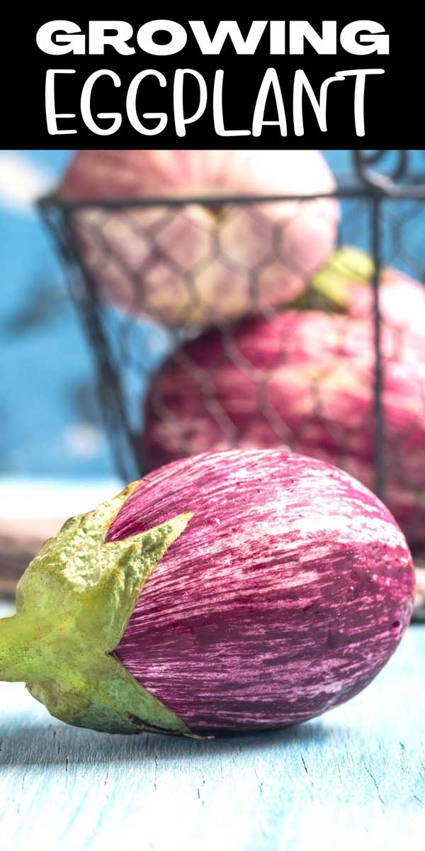 just harvested egg plant on a blue table with more in a wire basket