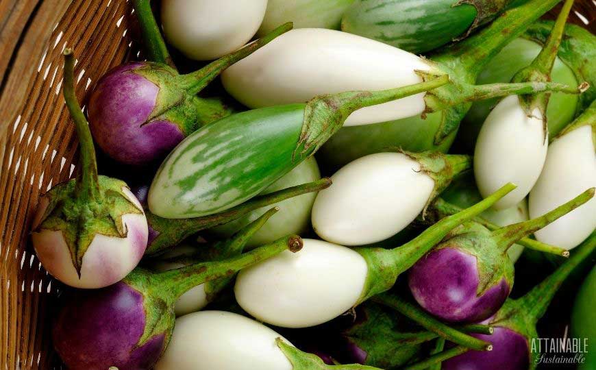 white, purple, and white eggplant