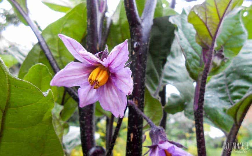 flower of eggplant