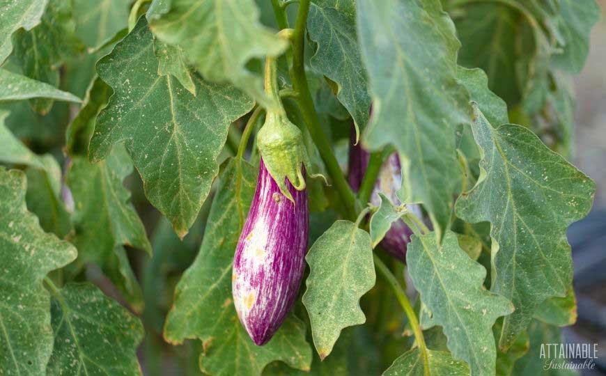 long purple and white eggplant on a bush