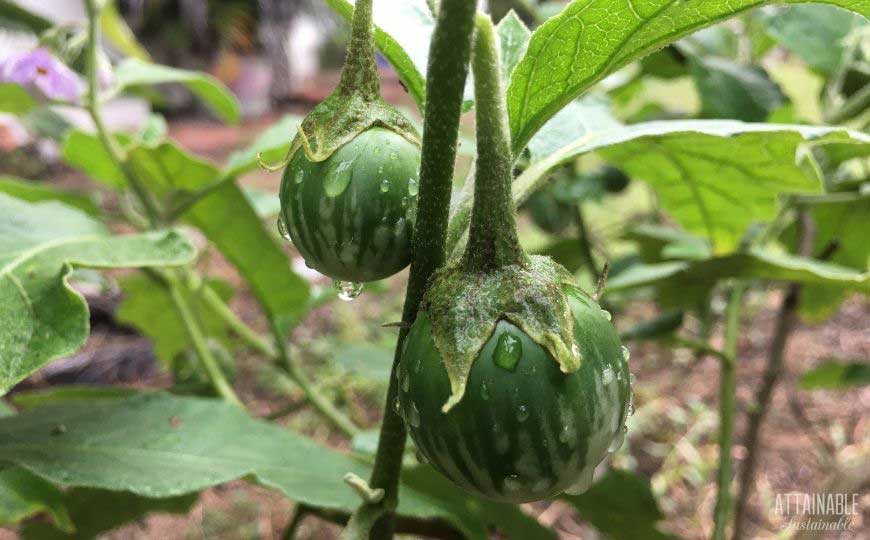 small green round eggplant