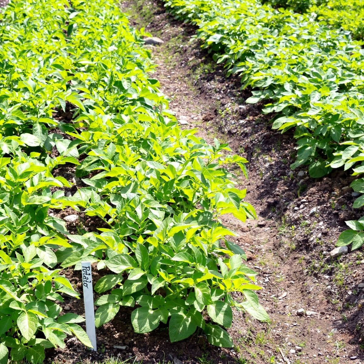 potato plants in rows.