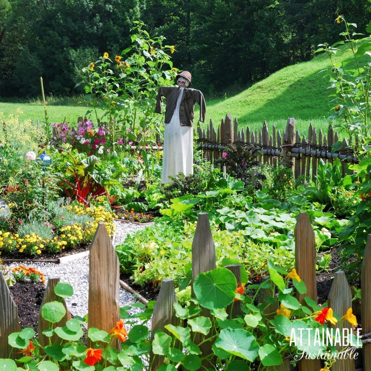 scarecrow in a pretty vegetable garden.