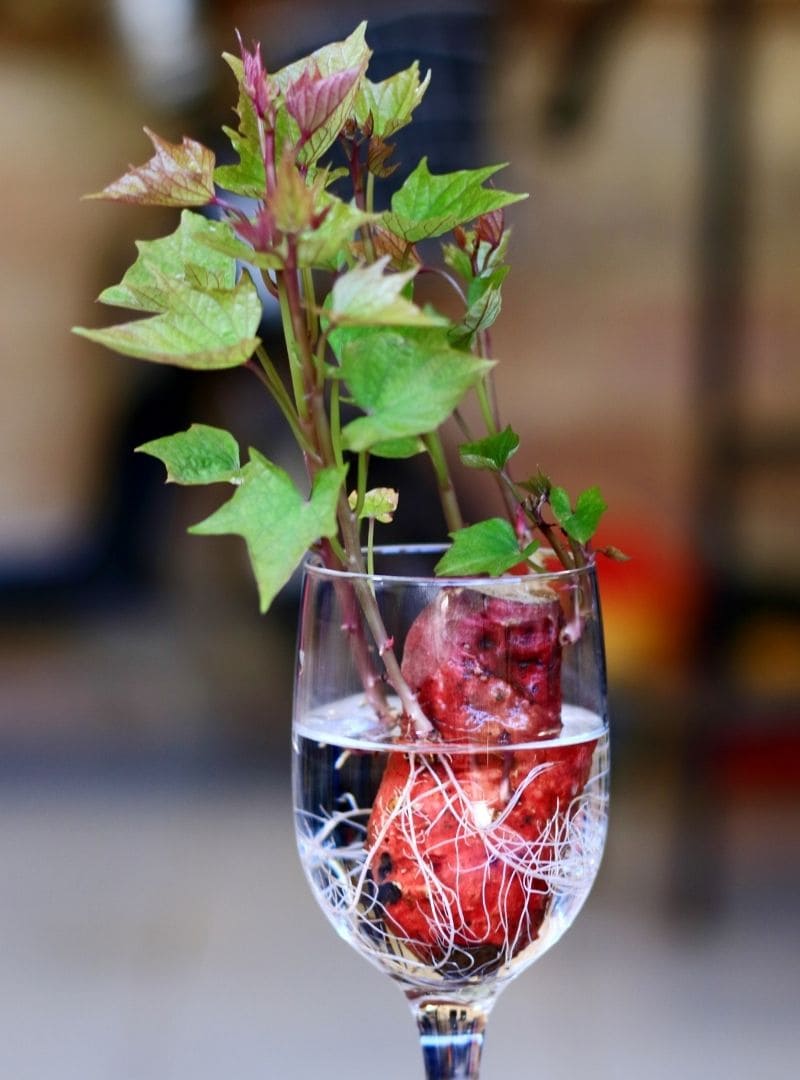 sweet potato vine sprouting in a wine glass